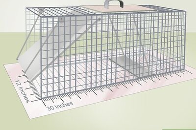 How to Trap, Relocate, and Deter Possums from Your Home
