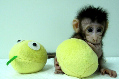 Chinese Scientists Break Key Barrier by Cloning Monkeys