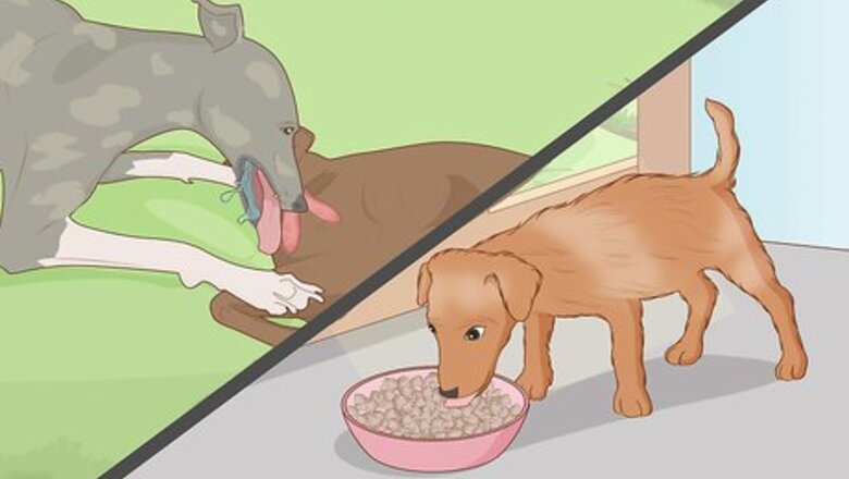 How to Prepare Home Cooked Food for Your Dog