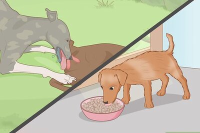 How to Prepare Home Cooked Food for Your Dog
