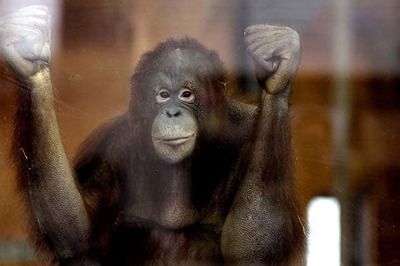 Polish orangutan addicted to Pride And Prejudice