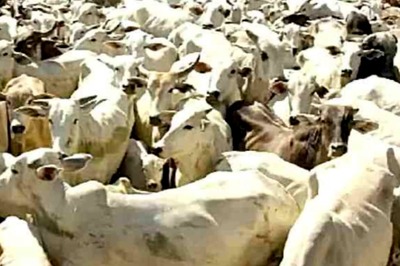 Mumbai Police prohibit transportation of cattle to curb spread of lumpy skin disease