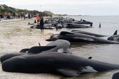 'Nothing More Can be Done to Save Them': 4 out of 10 Whales Stranded Alive on US Beach Euthanized