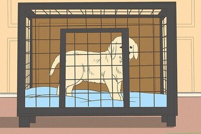 Kennel Cough Treatment: How to Help Your Dog Feel Better