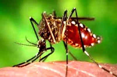 Global Warming May Reduce Spread of Dengue Fever: Study