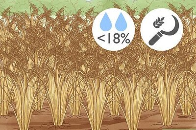 How to Harvest Barley