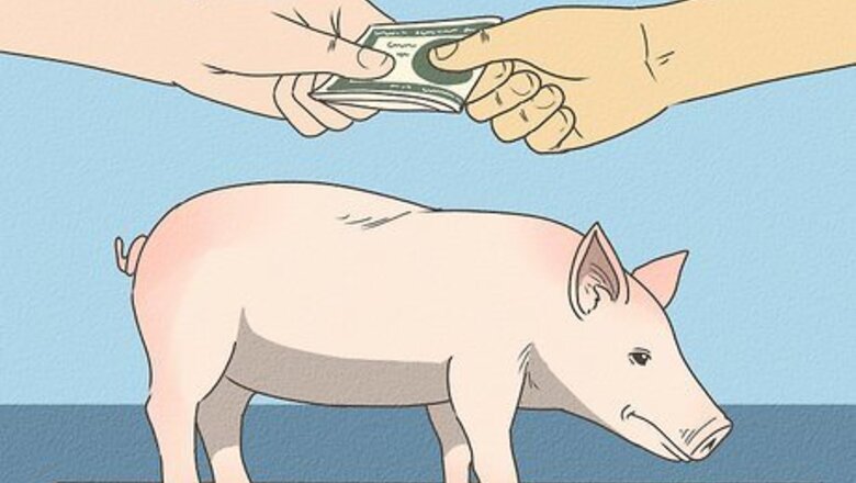 How to Care for a Pet Pig