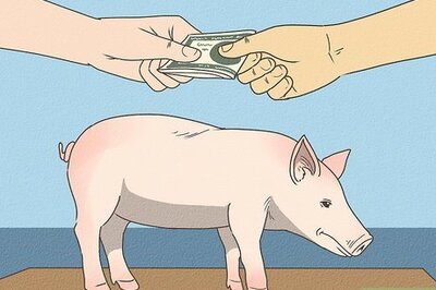 How to Care for a Pet Pig
