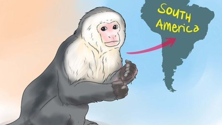 How to Keep Capuchin Monkeys As Pets