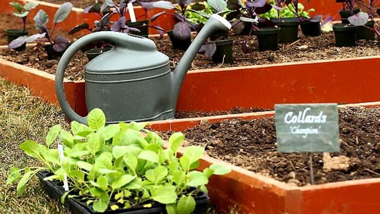 Rare fragnant flowers to reappear in Bangalore
