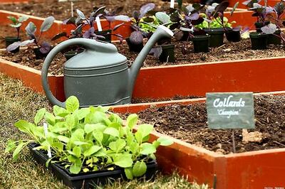 Rare fragnant flowers to reappear in Bangalore