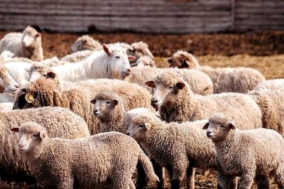 Inflated Invoices, Irregularities Worth Rs 700 Crore: ED to Probe Sheep Scam in Telangana