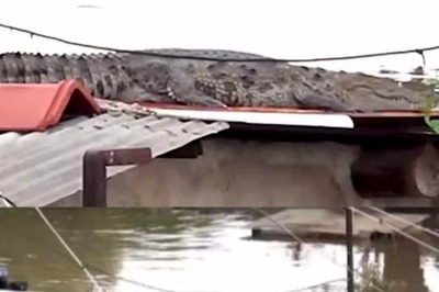 In Gujarat’s Vadodara, Crocodile Spotted On Rooftop