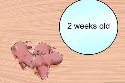 How to Sex a Rat from Birth