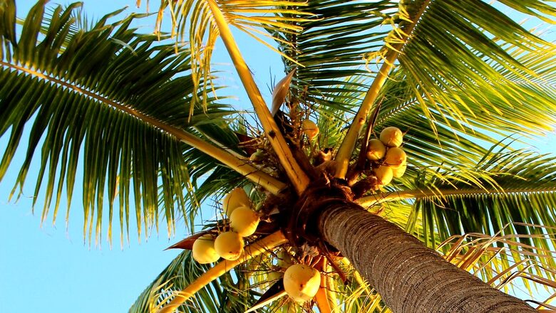 World Coconut Day 2022: History, Significance, Theme and Interesting Facts About Nariyal