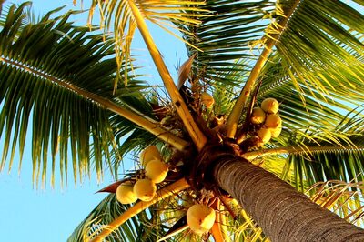 World Coconut Day 2022: History, Significance, Theme and Interesting Facts About Nariyal