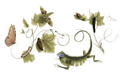 Google doodles Maria Sibylla Merian's 366th birthday