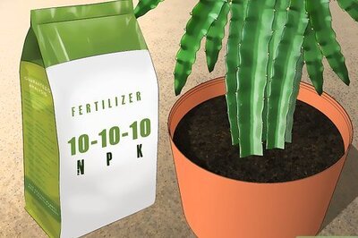 How to Fertilize Dragon Fruit