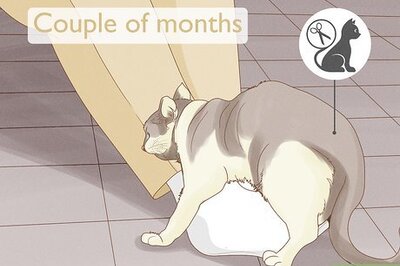 How to Stop My Male Cat from Mounting Me