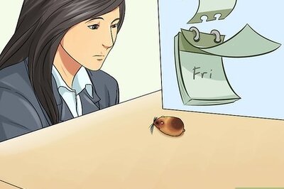 How to Know if Your Hamster Is Dying
