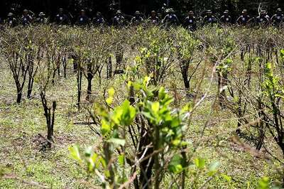 Now, Officially Register Your Plants in Noida Using a Mobile App