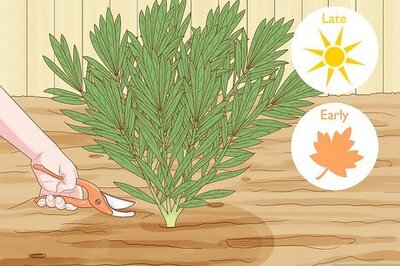How to Prune Oleander