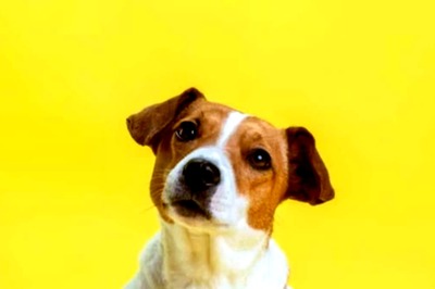 Monsoon Grooming Guide for Indian Pets: How to Manage Fur and Hygiene