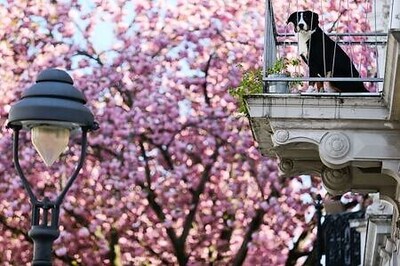 New dog walking rule in Germany leaves owners scratching their heads