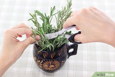 How to Dry Rosemary