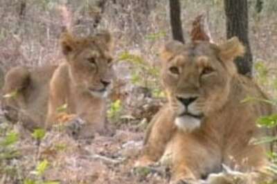 Gir lions move closer to extinction