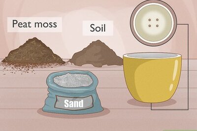 How to Care for Boston Ferns