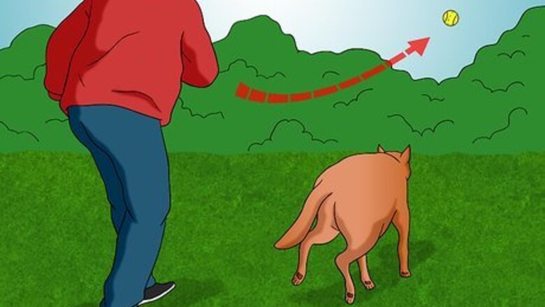 How to Keep Your Dog in Shape