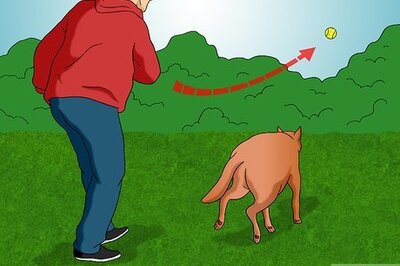 How to Keep Your Dog in Shape