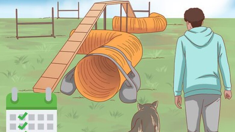 How to Keep a Blue Heeler Busy