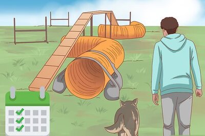 How to Keep a Blue Heeler Busy