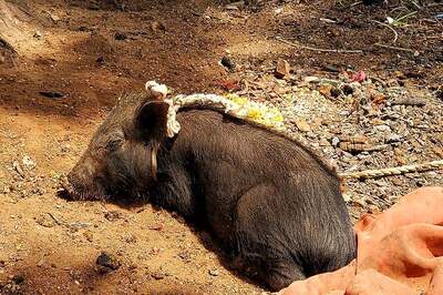 First Case of African Swine Flu Detected in India; 2,500 Pigs Killed in Assam