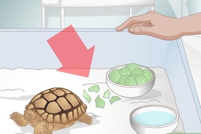 How to Diagnose Stomatitis in Tortoises