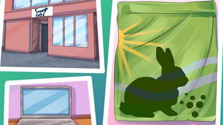 How to Save Money on Rabbit Care