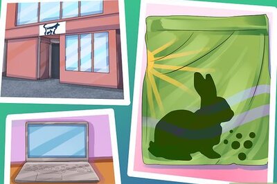 How to Save Money on Rabbit Care