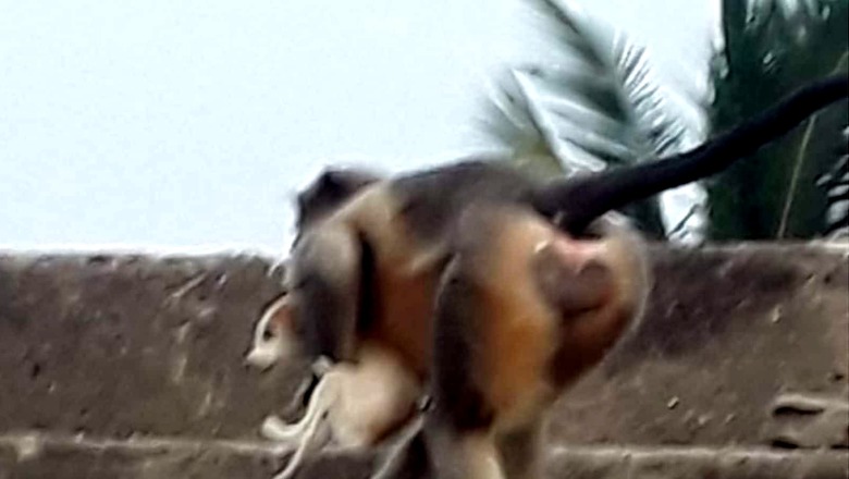 Revenge of the Apes: Monkeys in Maha's Beed On a Murderous Rampage After Dogs Kill One of their Infants