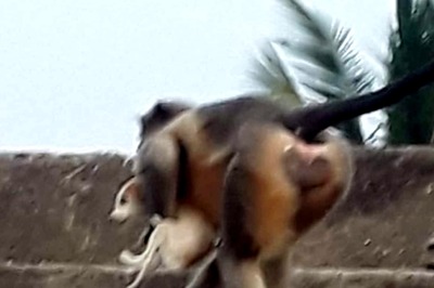 Revenge of the Apes: Monkeys in Maha's Beed On a Murderous Rampage After Dogs Kill One of their Infants