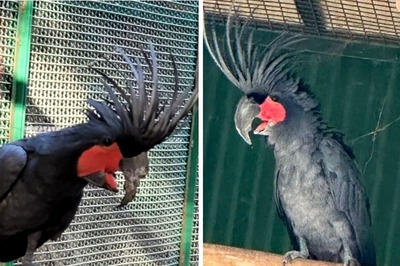 Sweet Sound of Success Echoes in Anant Ambani’s Vantara As Palm Cockatoo 'Luna' Gets Cured