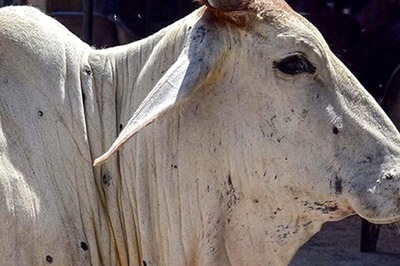 Lumpy Disease Kills 571 Animals In Latur Leaving Farmers Distressed