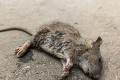 Chinese Student 'Bites' Mouse Out of Revenge After it Attacked Her Finger. Here's What Happened