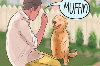 How to Rename a Dog