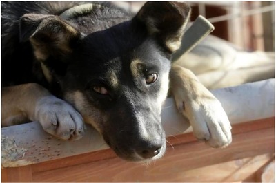 Some Tips for a Pet-friendly Road Trip