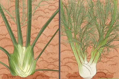 How to Grow Fennel