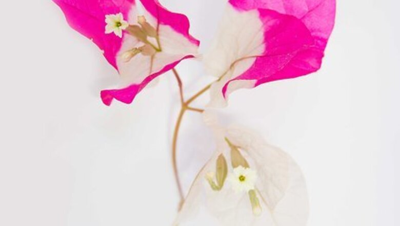 How to Make Flower Prints