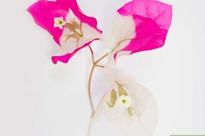 How to Make Flower Prints