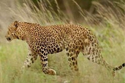 After four days, leopard leaves IIT Bombay
